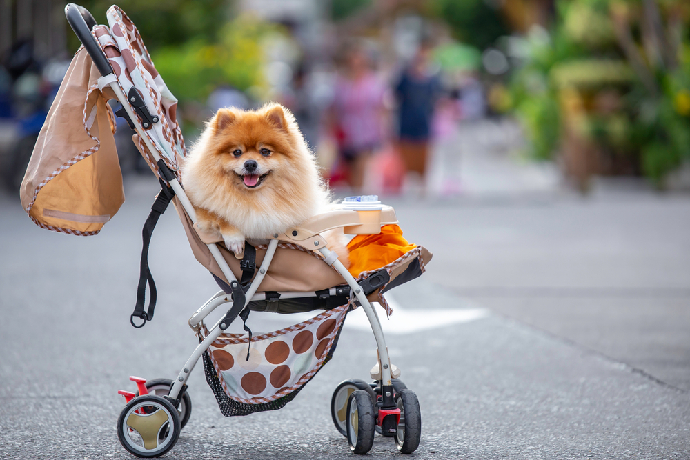 犬用カート／バギーのおすすめ10選｜お出かけに便利な人気ペット