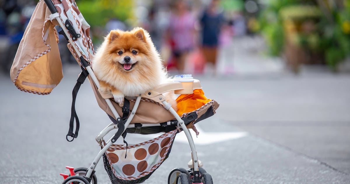 犬用カート バギーのおすすめ10選 お出かけに便利な人気ペットカートを大公開 Smartlog 犬用カート バギーのおすすめ10選 お出かけに便利な人気ペットカートを大公開 Smartlog