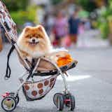 犬用カート/バギーのおすすめ12選。お出かけに便利な人気ペットカートを大公開!