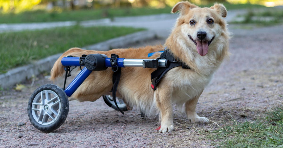犬用車椅子のおすすめ9選 足が不自由なワンちゃんを補助する人気商品を解説 Smartlog 犬用車椅子のおすすめ9選 足が不自由なワンちゃんを補助する人気商品を解説 Smartlog