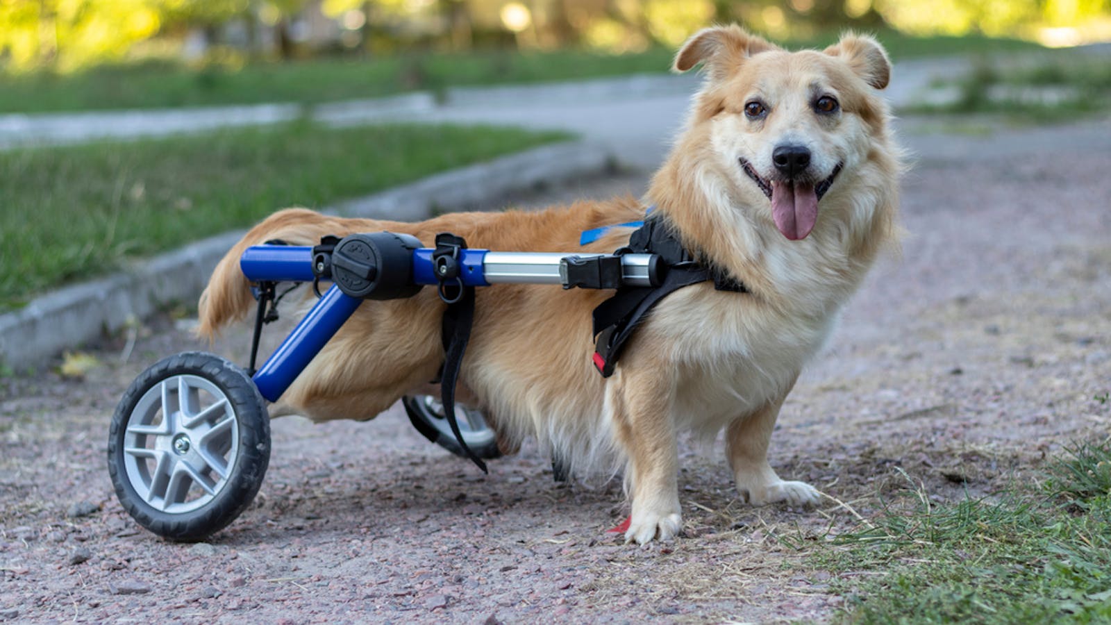 犬用車椅子のおすすめ9選 足が不自由なワンちゃんを補助する人気商品を解説 セレクト 犬用車椅子のおすすめ9選 足が不自由なワンちゃんを補助する人気商品を解説 セレクト