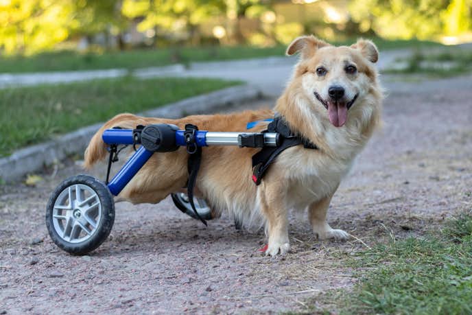 おすすめの犬用車椅子