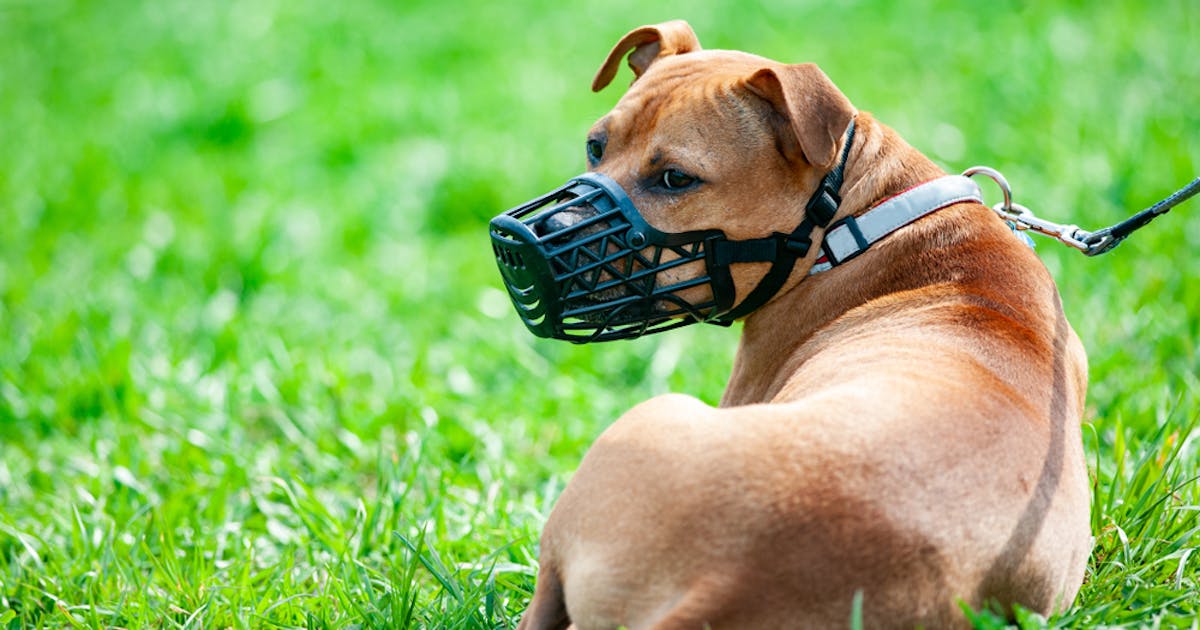 犬用口輪のおすすめ8選 しつけにも効果的な人気のワンちゃん用マズルをご紹介 Smartlog 犬用口輪のおすすめ8選 しつけにも効果的な人気のワンちゃん用マズルをご紹介 Smartlog