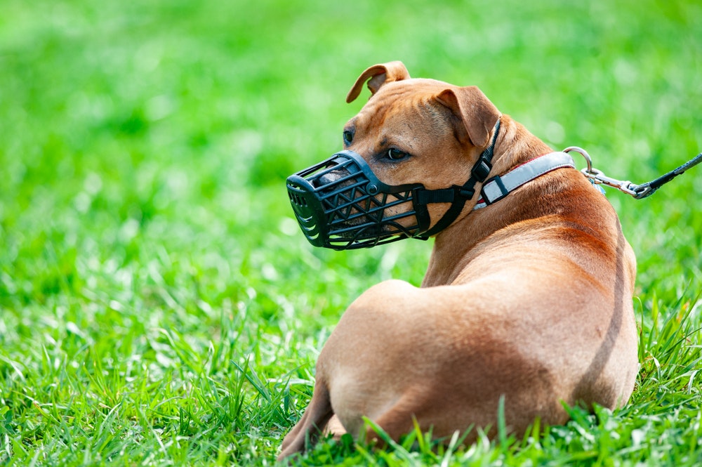 犬用口輪のおすすめ8選｜しつけにも効果的な人気のワンちゃん用マズルをご紹介！ | セレクト by Smartlog