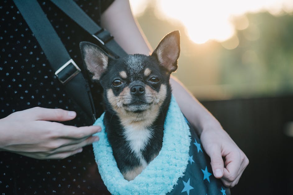 犬用スリングのおすすめ10選 愛犬を抱っこしやすい人気グッズとは Smartlog