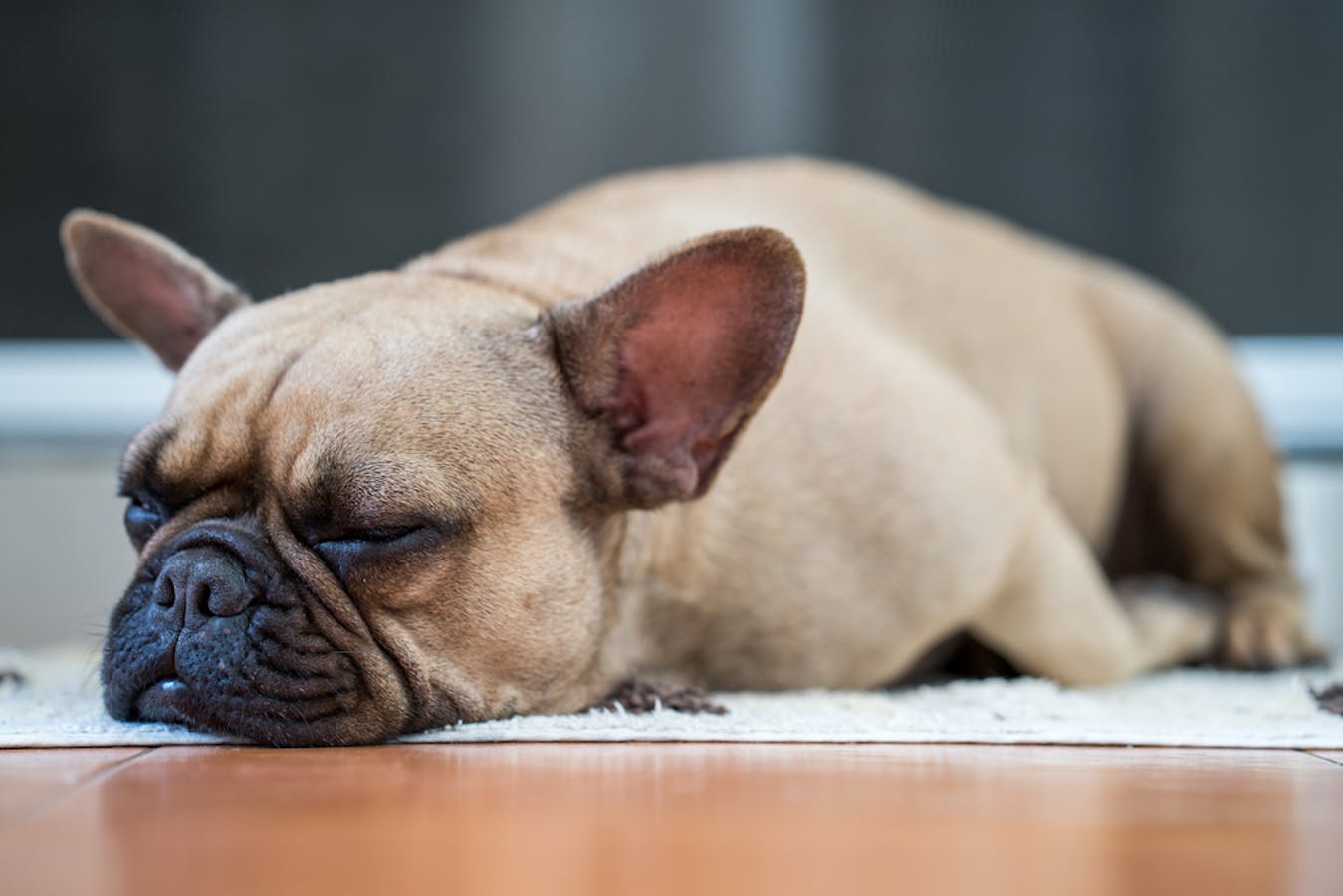 犬用フローリングマットのおすすめ集 ケガ防止 傷対策に便利な人気商品を解説 セレクト
