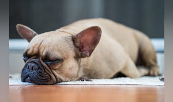 犬用フローリングマットのおすすめ集｜ケガ防止・傷対策に便利な人気商品を解説