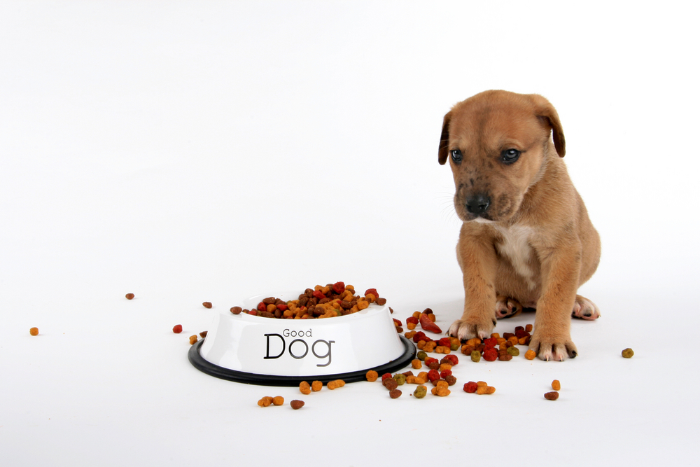 グレートデン向けドッグフードのおすすめ集 大型犬に最適な人気の餌とは Smartlog