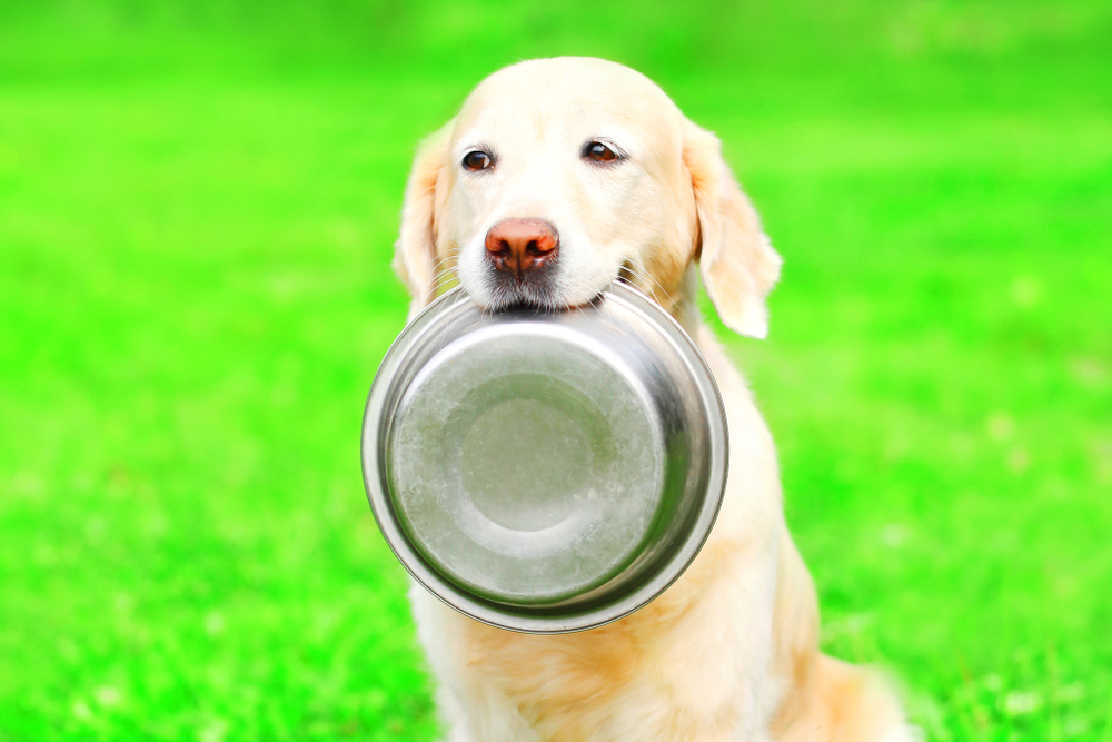 犬心 低たんぱくバランス 1.3kg 2袋 ドライフード 療法食（犬心