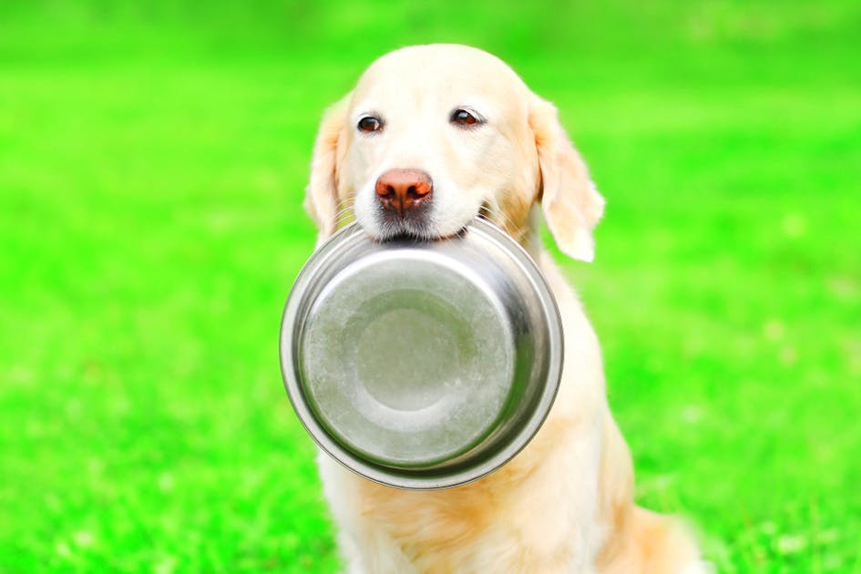 犬心ドッグフードの評価とは 種類に応じた特徴や魅力を徹底解説 Smartlog
