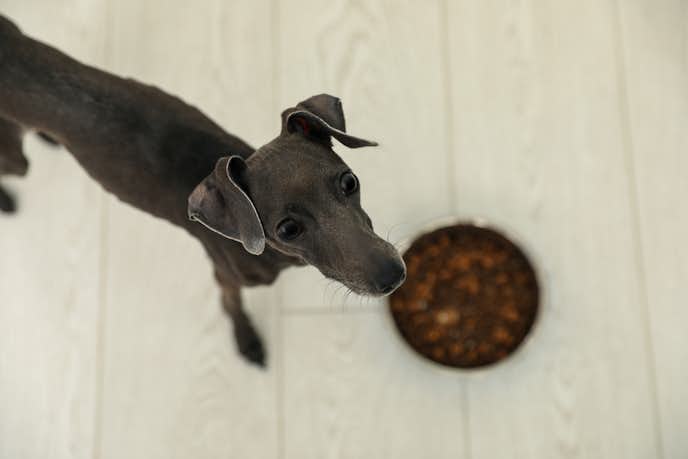 イタリアングレーハウンド向けドッグフードのおすすめ集 愛犬が喜ぶ人気の餌とは Smartlog イタリアングレーハウンド向けドッグフードのおすすめ集 愛犬が喜ぶ人気の餌とは Smartlog