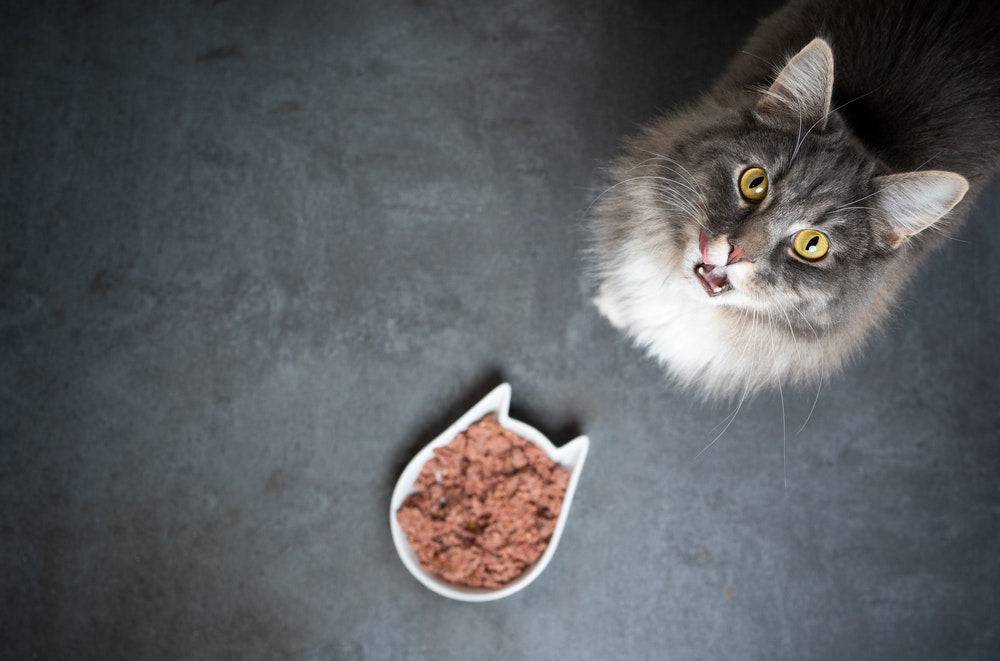 猫用食器のおすすめ12選｜おしゃれでかわいい人気の餌入れを大公開 | Smartlog