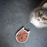 猫用食器のおすすめ12選｜おしゃれでかわいい人気の餌入れを大公開