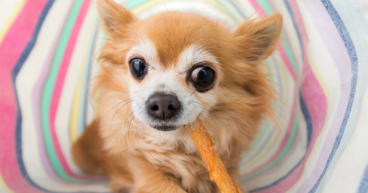 犬用歯磨きガムのおすすめ17選 ワンちゃんのお口の健康を保つ人気商品を徹底比較 Smartlog 犬用歯磨きガムのおすすめ17選 ワンちゃんのお口の健康を保つ人気商品を徹底比較 Smartlog