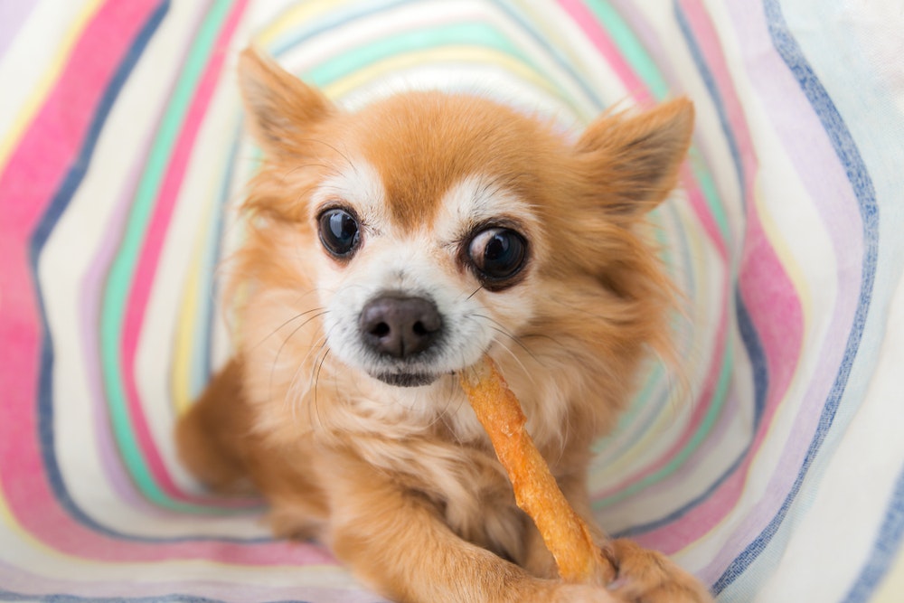 犬用歯磨きガムのおすすめ17選｜ワンちゃんのお口の健康を保つ人気商品を徹底比較 | Smartlog