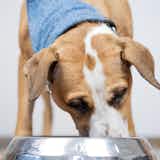 犬用ロイヤルカナンの評価｜健康面や安全性などドッグフードの特徴を解説