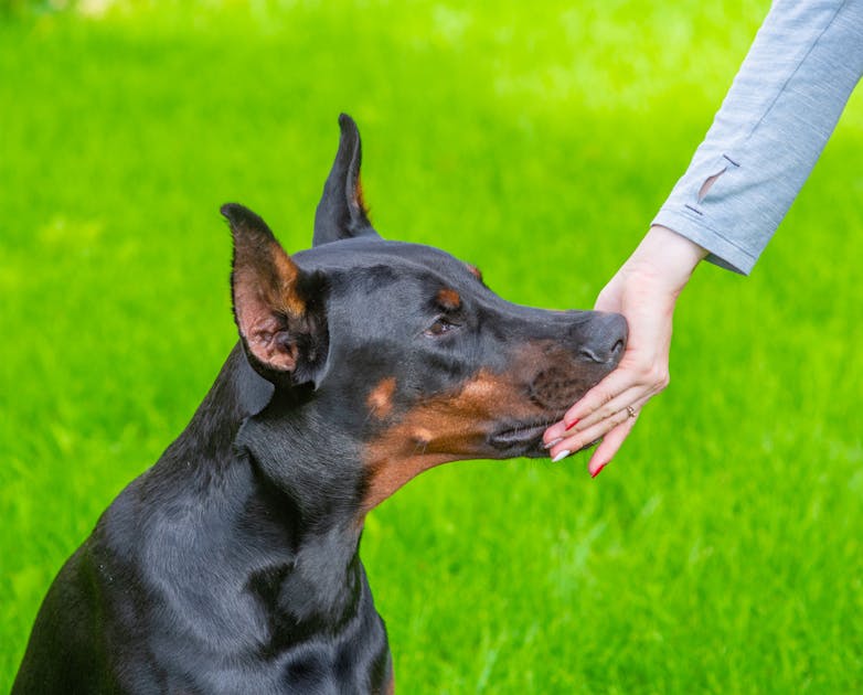 ドーベルマン向けドッグフードのおすすめ集 大型犬に最適な餌を徹底ガイド Smartlog