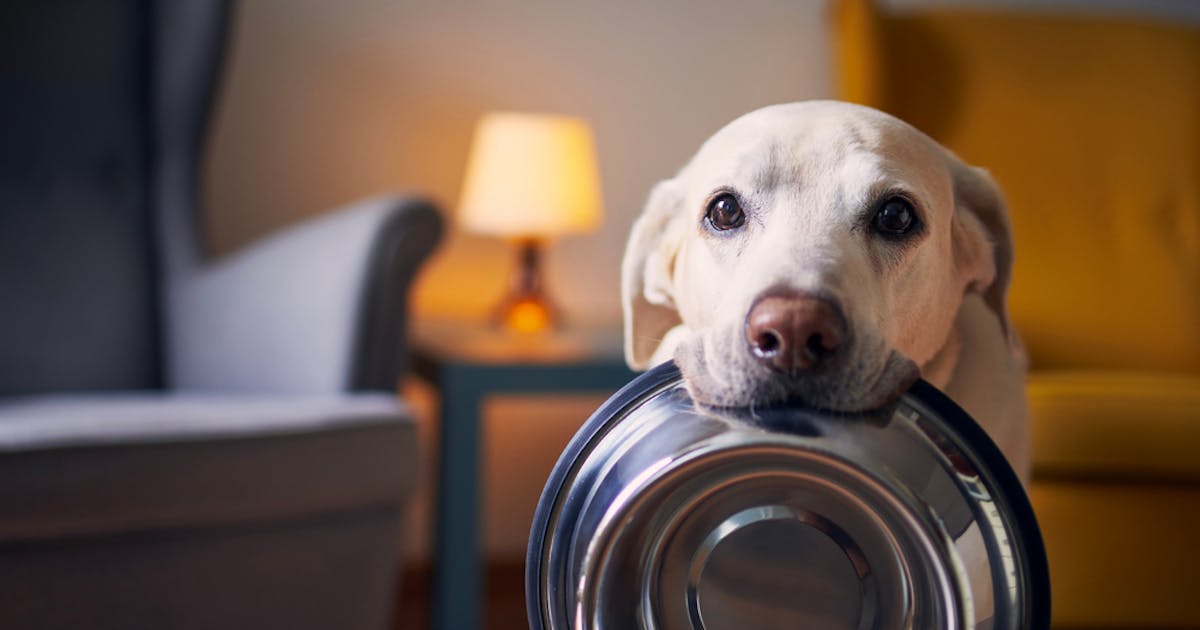 セレクトバランスドッグフードの評価とは 餌の特徴や安全性を解説 Smartlog セレクトバランスドッグフードの評価とは 餌の特徴や安全性を解説 Smartlog