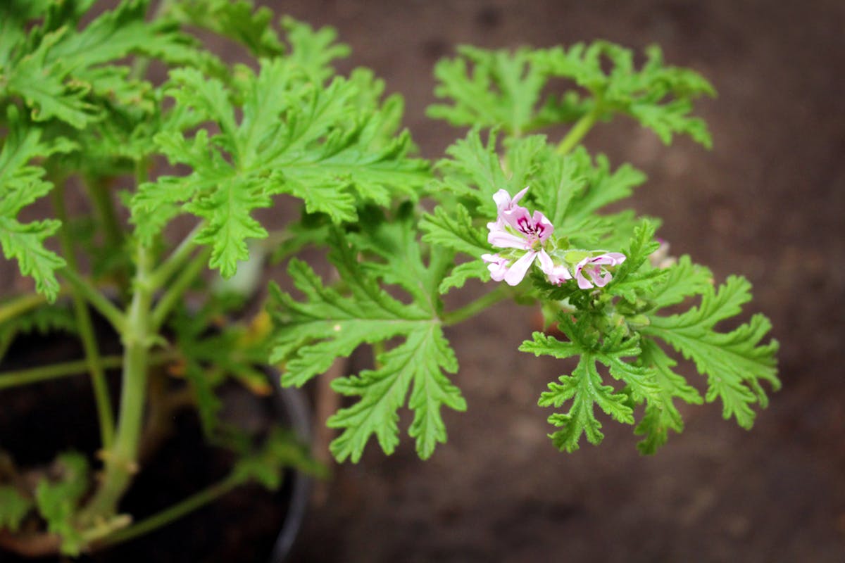 虫除けハーブのおすすめ6選 害虫対策に最適な効果を発揮する人気の植物を大公開 セレクト By Smartlog