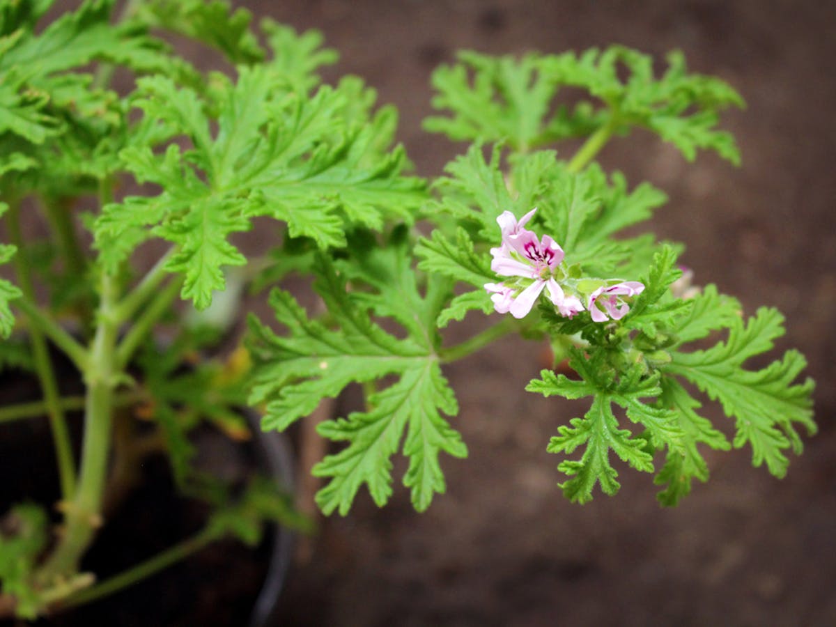 虫除けハーブのおすすめ6選 害虫対策に最適な効果を発揮する人気の植物を大公開 セレクト 虫除けハーブのおすすめ6選 害虫対策に最適な効果を発揮する人気の植物を大公開 セレクト