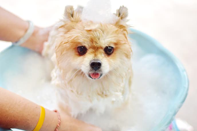 市販の犬用シャンプーのおすすめ16選 愛犬を清潔に喜ぶ人気商品を大公開 Smartlog 市販の犬用シャンプーのおすすめ16選 愛犬を清潔に喜ぶ人気商品を大公開 Smartlog