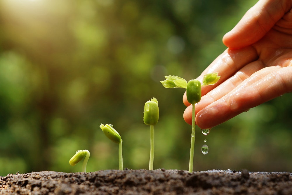 発根促進剤のおすすめ10選｜植物がより元気に育つ人気商品を大公開 | セレクト by Smartlog