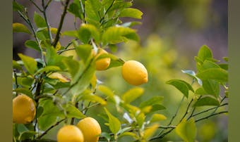 通販で買える国産レモンのおすすめ6選｜皮まで食べられる無農薬の人気商品を大公開