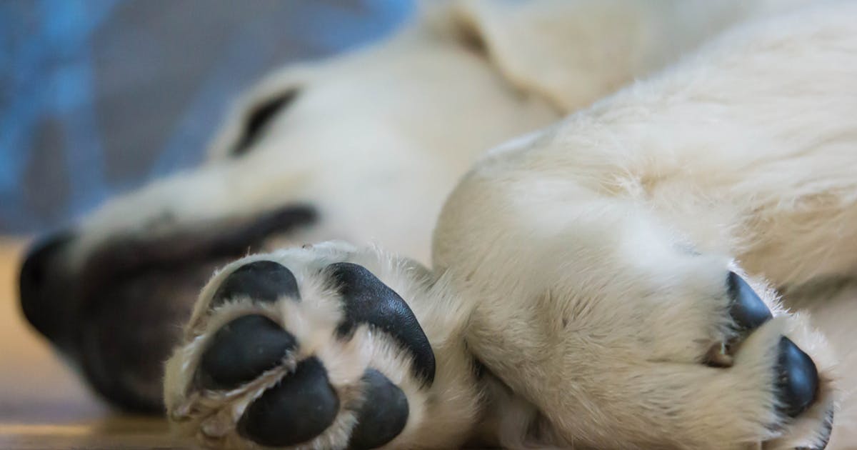 犬向け肉球クリームのおすすめ10選 肉球を保護できる人気ペット商品を大公開 Smartlog 犬向け肉球クリームのおすすめ10選 肉球を保護できる人気ペット商品を大公開 Smartlog