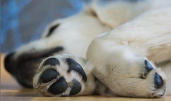 【2025年】犬向け肉球クリームの...