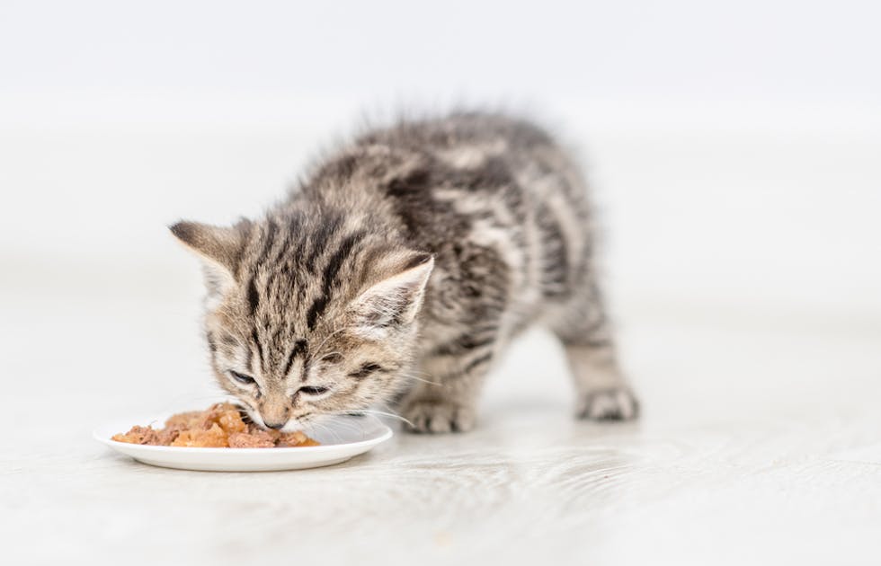 子猫向け離乳食のおすすめ18選 赤ちゃんの猫が食べれる人気の商品を解説 Smartlog