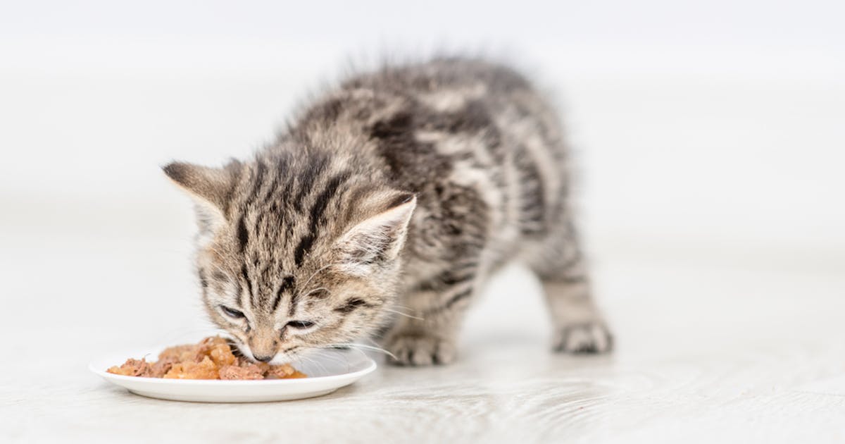 子猫向け離乳食のおすすめ18選 赤ちゃんの猫が食べれる人気の商品を解説 Smartlog 子猫向け離乳食のおすすめ18選 赤ちゃんの猫が食べれる人気の商品を解説 Smartlog