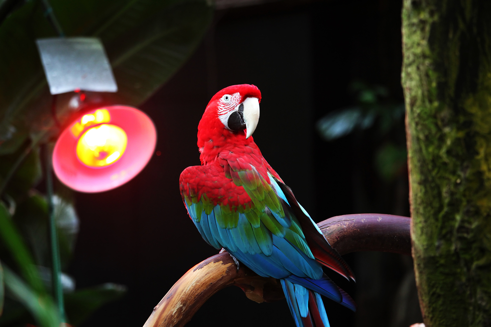 【2023年9月】インコ用ヒーターのおすすめ集｜安全に寒さ対策が