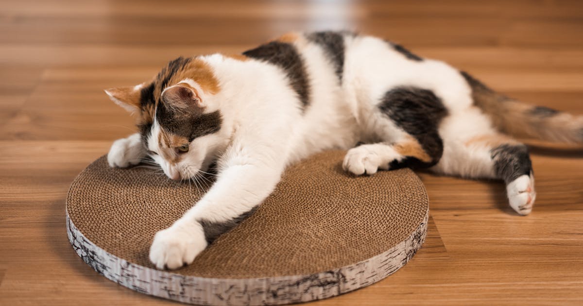 猫用の爪とぎのおすすめ15選 おしゃれでインテリアにもなる人気アイテムを徹底解説 Smartlog 猫用の爪とぎのおすすめ15選 おしゃれでインテリアにもなる人気アイテムを徹底解説 Smartlog