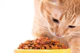 猫ちゃんのご飯は何がおすすめ？評価が高い人気のキャットフード特集