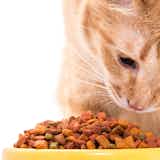 猫ちゃんのご飯は何がおすすめ？評価が高い人気のキャットフード特集