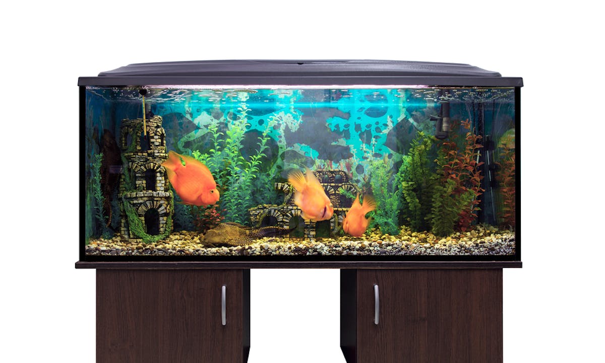 水槽台のおすすめ10選 丈夫で安定感のあるおしゃれな水槽用棚とは セレクト 水槽台のおすすめ10選 丈夫で安定感のあるおしゃれな水槽用棚とは セレクト