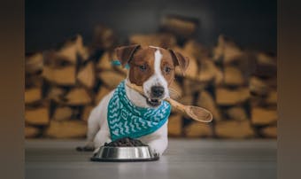 犬用食器の人気おすすめ15選|おし...