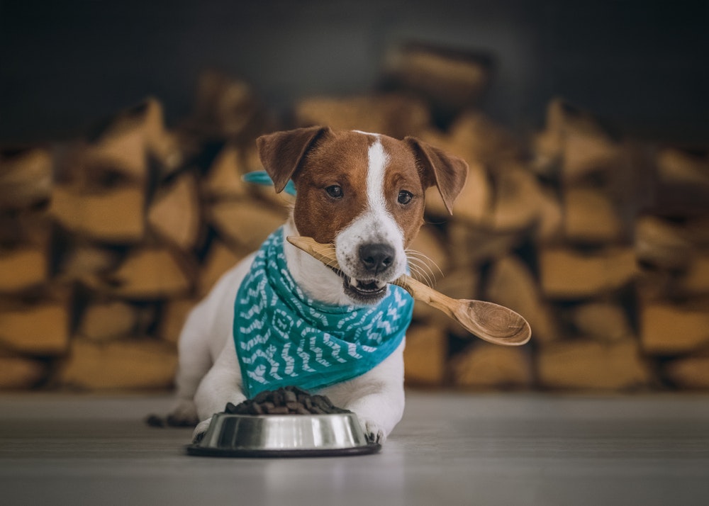 犬用食器の人気おすすめ15選｜おしゃれでかわいい人気の餌入れを徹底比較 | Smartlog