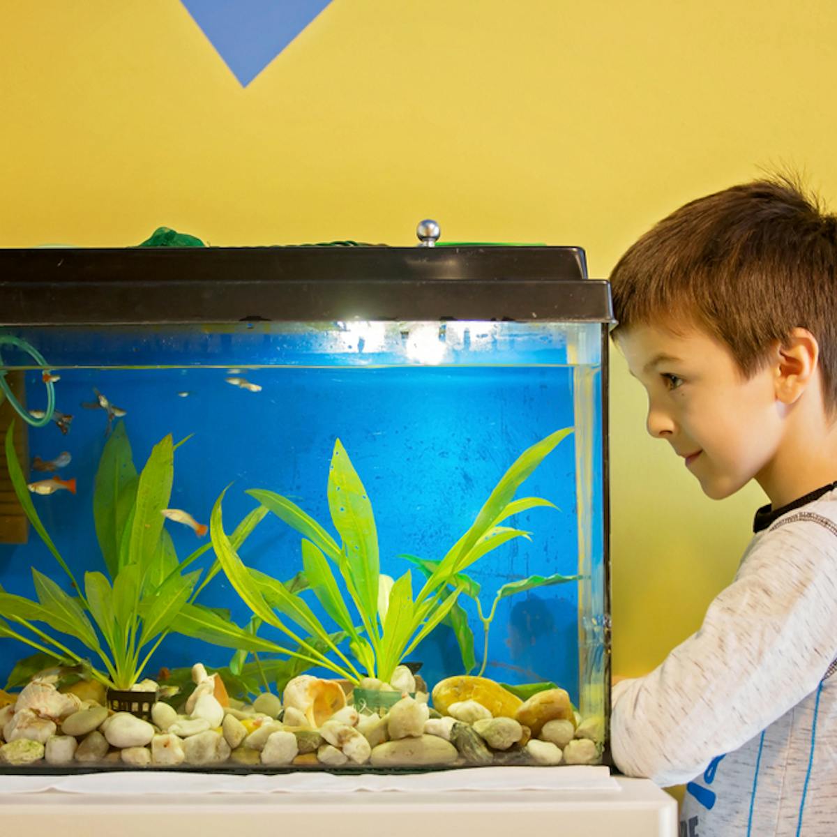 水槽用クーラーのおすすめ10選 水温を冷却できる人気商品を解説 セレクト 水槽用クーラーのおすすめ10選 水温を冷却できる人気商品を解説 セレクト