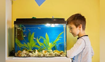 水槽のおすすめ一覧 アクアリウム初心者が最初に選ぶべき人気の水槽をレクチャー Smartlog 水槽のおすすめ一覧 アクアリウム初心者が最初に選ぶべき人気の水槽をレクチャー Smartlog