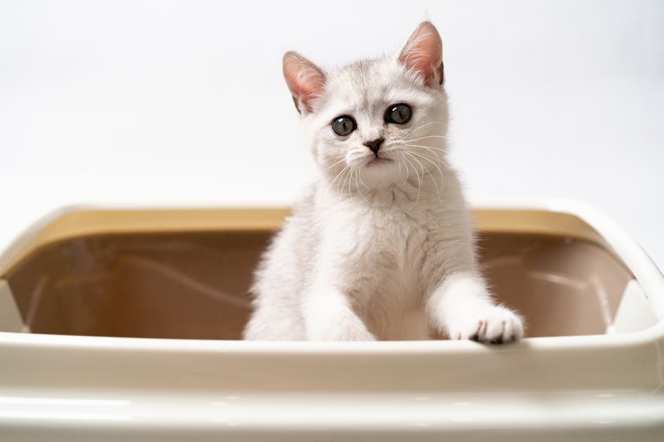 猫用システムトイレのおすすめ12選 おしゃれで掃除がしやすい人気商品も大公開 Smartlog