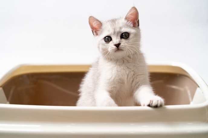 猫用システムトイレのおすすめ12選 おしゃれで掃除がしやすい人気商品も大公開 Smartlog 猫用システムトイレのおすすめ12選 おしゃれで掃除がしやすい人気商品も大公開 Smartlog