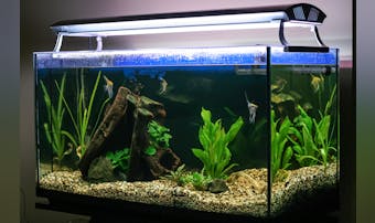 水槽のおすすめ一覧。アクアリウム初...
