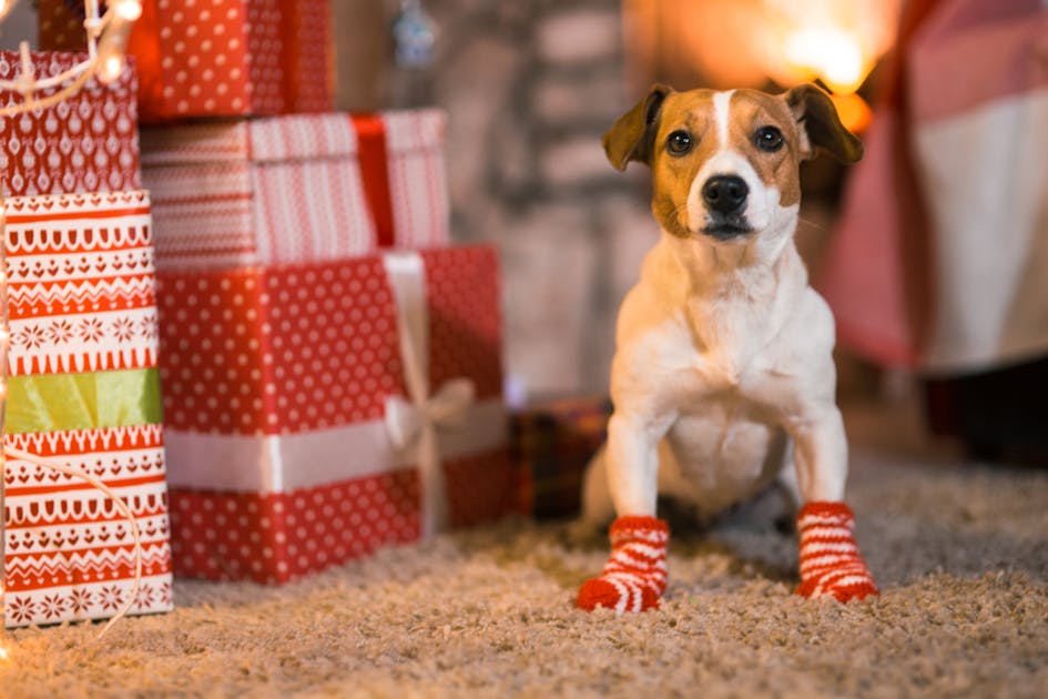 犬用靴下のおすすめ14選 散歩や室内でも安全に歩ける人気アイテムを大公開 Smartlog 犬用靴下のおすすめ14選 散歩や室内でも安全に歩ける人気アイテムを大公開 Smartlog