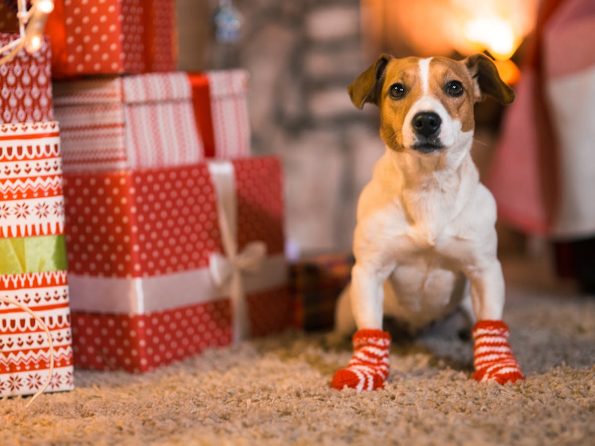 犬用靴下のおすすめ14選 散歩や室内でも安全に歩ける人気アイテムを大公開 セレクト 犬用靴下のおすすめ14選 散歩や室内でも安全に歩ける人気アイテムを大公開 セレクト
