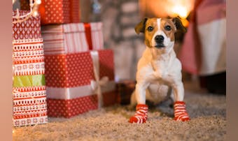 犬小屋の雨よけ8選 屋外飼いのワンちゃんが快適に過ごせるおすすめ商品とは Smartlog 犬小屋の雨よけ8選 屋外飼いのワンちゃんが快適に過ごせるおすすめ商品とは Smartlog