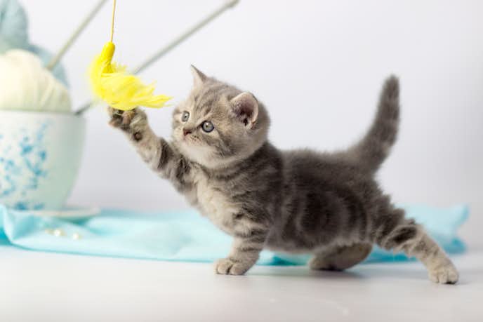 猫用けりぐるみの人気おすすめ13選 飼い猫が夢中で遊ぶ最強おもちゃを大公開 Smartlog
