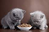 キャットフードのおすすめランキング18選｜本当に良い猫ちゃんの餌を大公開！