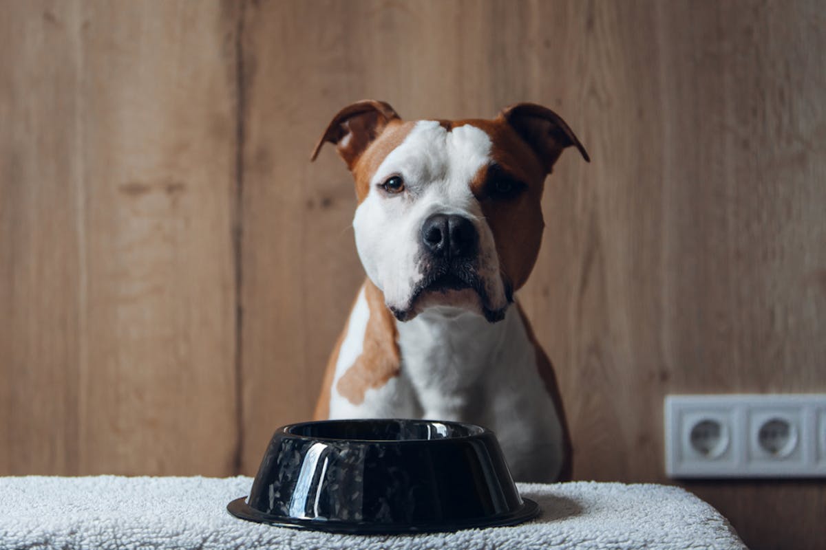 犬用早食い防止皿のおすすめ15選 小型犬から大型犬まで使える人気の食器を徹底ガイド セレクト