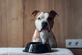 犬用早食い防止皿のおすすめ15選｜小型犬から大型犬まで使える人気の食器を徹底ガイド！